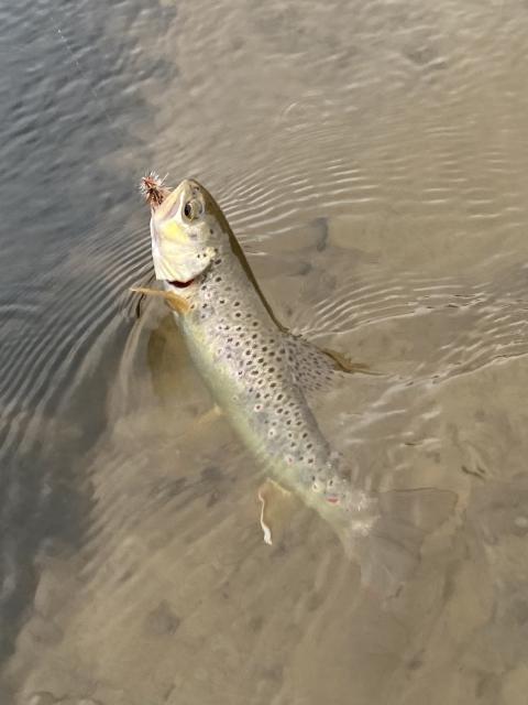 Trout caught on dry